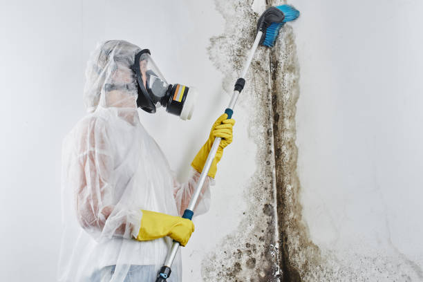Reliable East Meadow, NY Mold Remediation Solutions