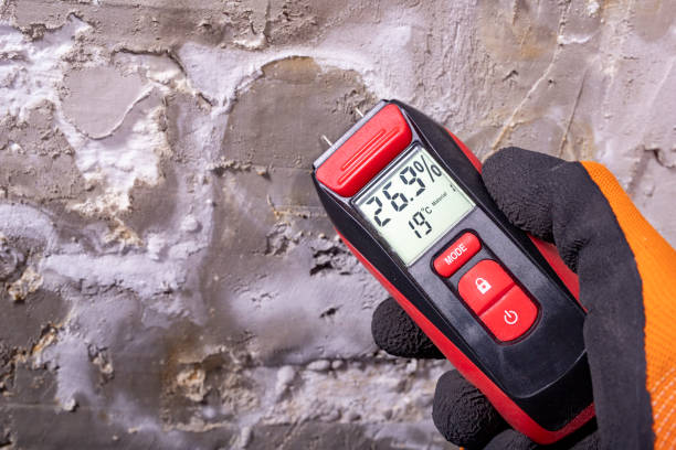 Best Crawl Space Mold Remediation in East Meadow, NY