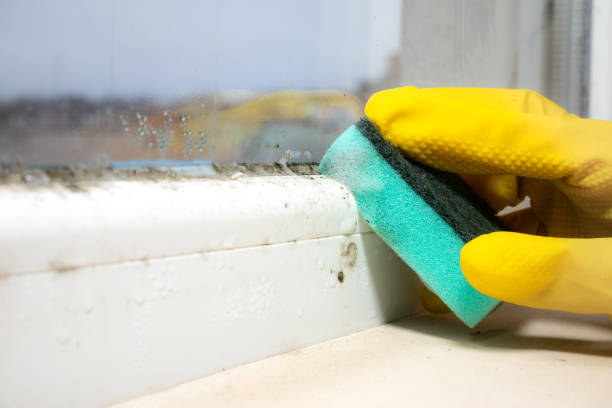 Best Emergency Mold Remediation in East Meadow, NY