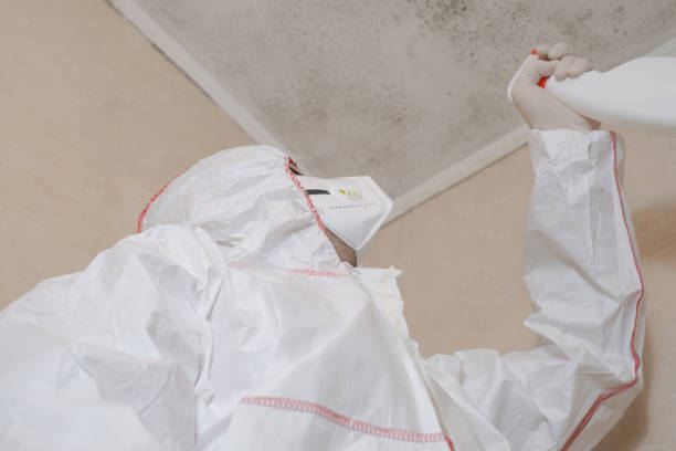 Best Health and Safety Mold Remediation in East Meadow, NY