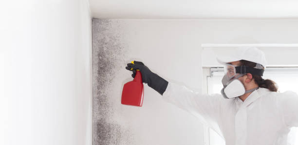 Best Black Mold Remediation in East Meadow, NY