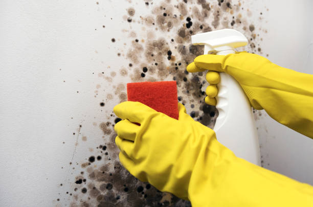 Best Post-Flood Mold Remediation in East Meadow, NY