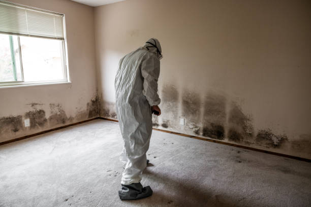 Best Bathroom Mold Remediation in East Meadow, NY