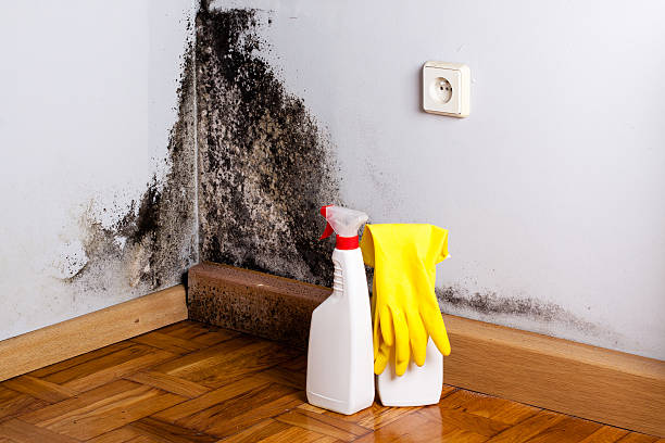 Reliable East Meadow, NY Mold Remediation Solutions